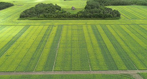 Bourgault Agronomy Trials